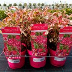 Hortenzia pílovitá (Hydrangea serrata) ´EUPHORIA PINK´ - výška 25-35 cm, kont. C3L 